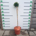 Borovica pancierová  (Pinus leucodermis) ´ŠMIDTII´ - výška 70-80 cm, kont. C5L - NA KMIENKU